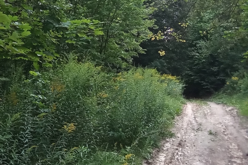 Из брянского леса вывели пятерых заблудившихся 15-летних подростков