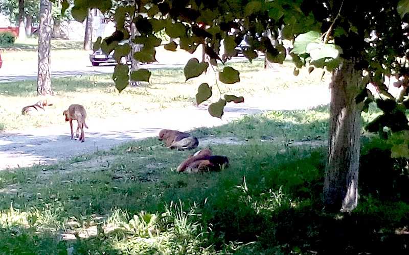 Чиновники заплатят женщине, пострадавшей от нападения собаки в городе Фокино