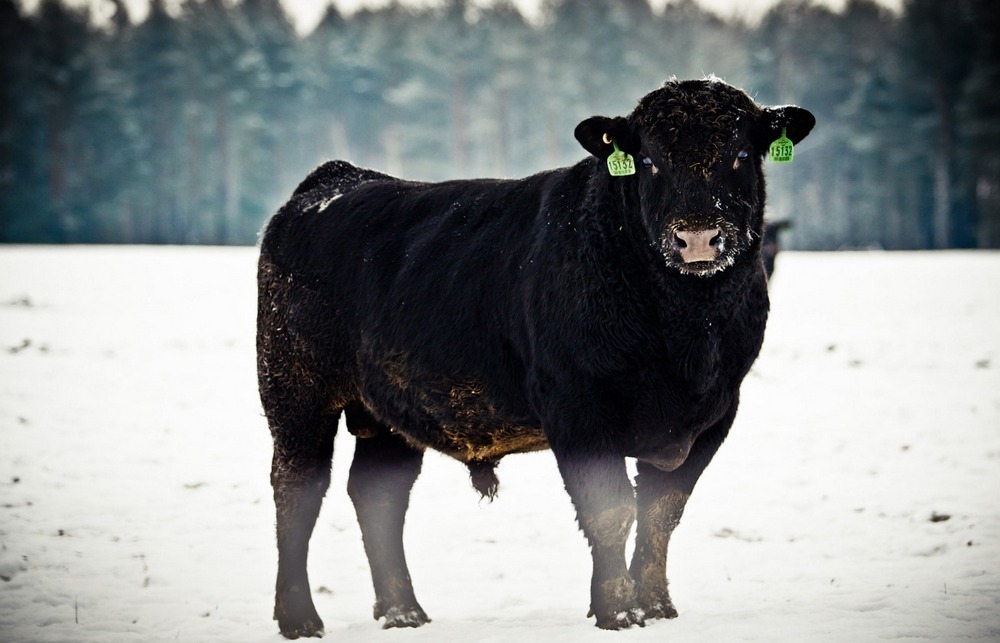 Прерия по-брянски: зимнее затишье перед большой весной