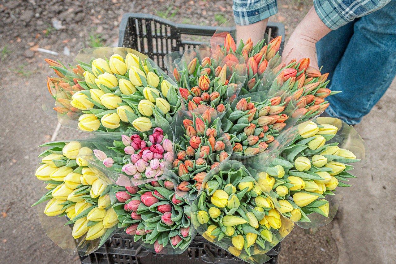 В Брянске дорожное управление к Международному женскому дню вырастило 30000 тюльпанов