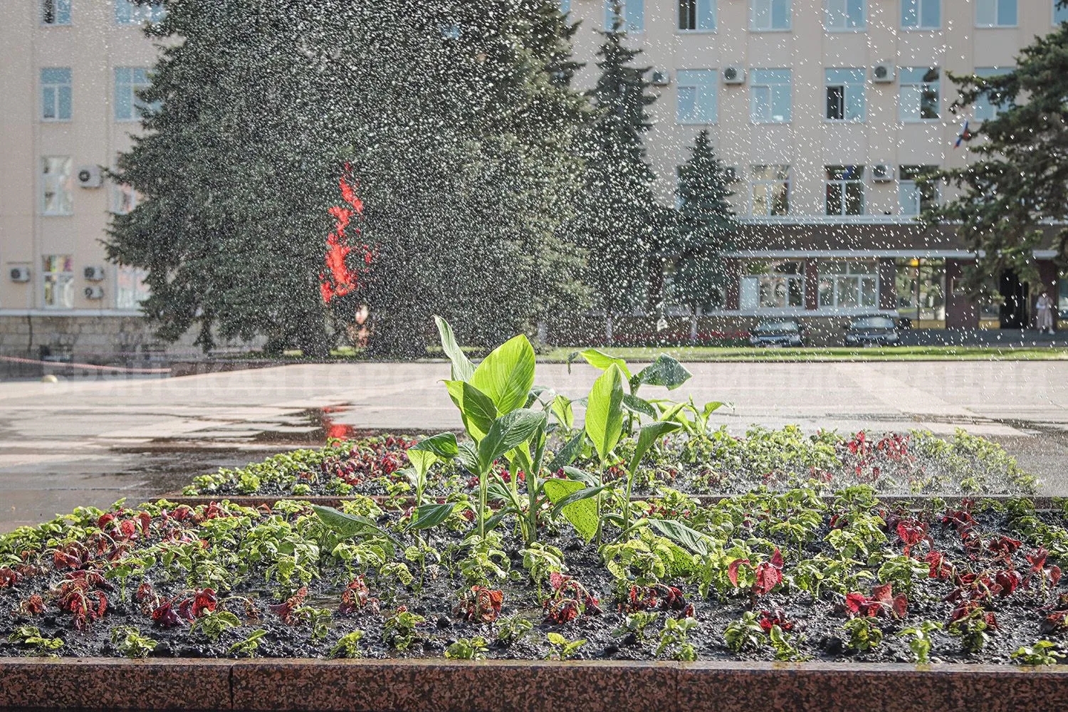 К середине июня Брянск преобразится благодаря полутораста тысячам садовых цветов