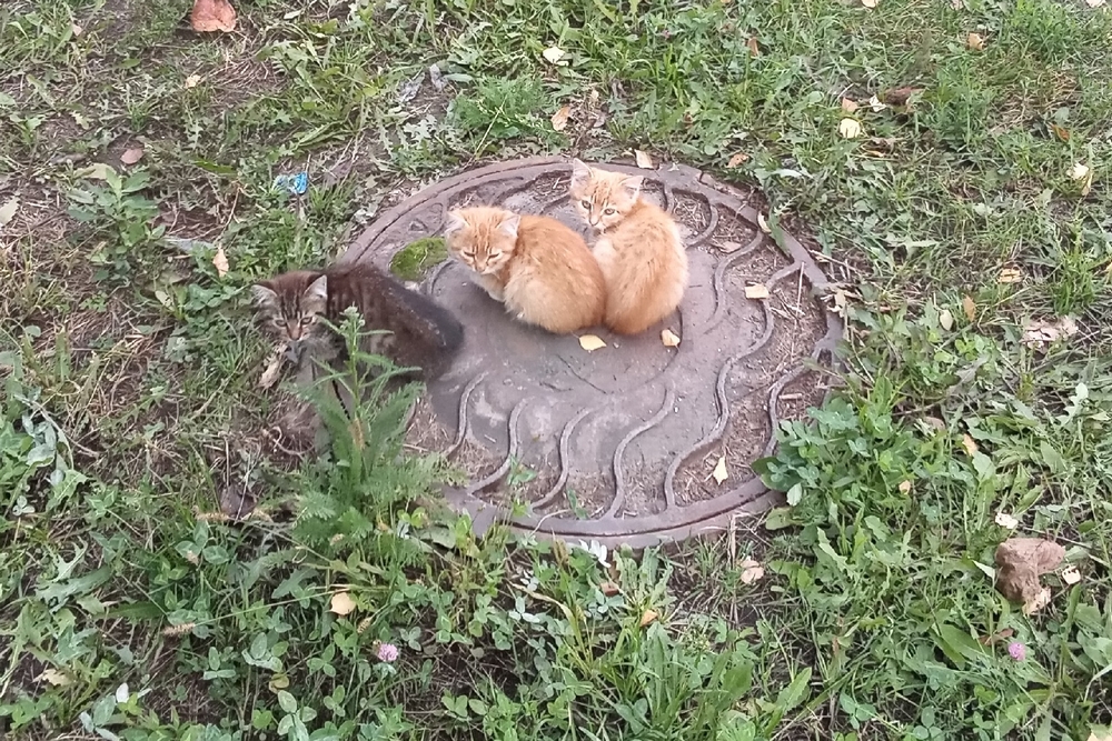 Водоканал заплатит 100 тысяч рублей ребенку, угодившему в открытый люк в Локте