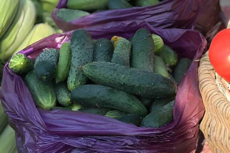 Брянцам пообещали зарплату в 200 тысяч рублей за выращивание огурцов