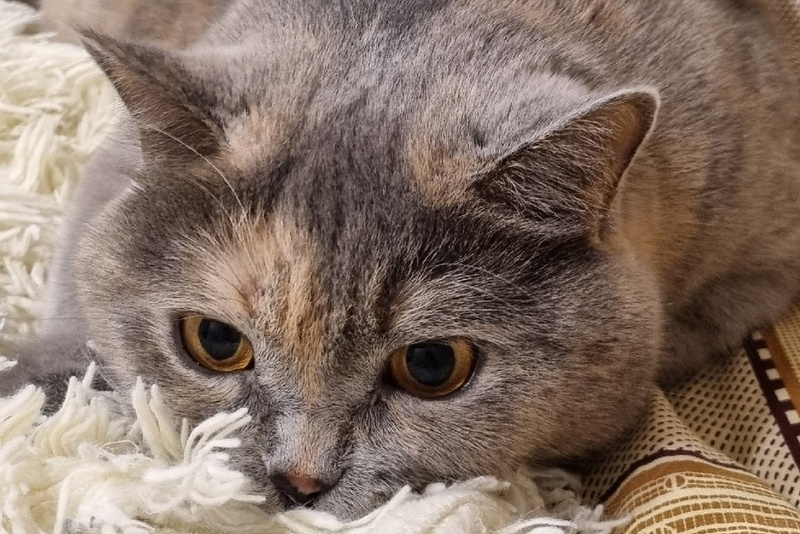 Как понять, что питомцу холодно или жарко