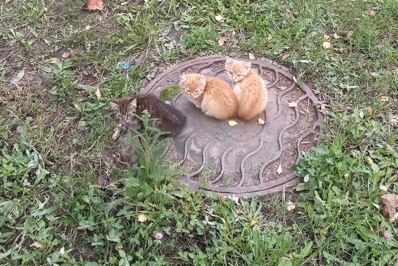 В новозыбковской клинике обнаружили ветеринара с купленным дипломом