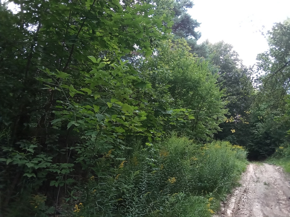 Брянцам назвали основные причины гибели лесов