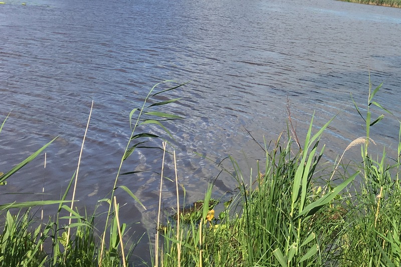 Нерест. С 22 марта в брянском Новозыбкове запретят ловить рыбу