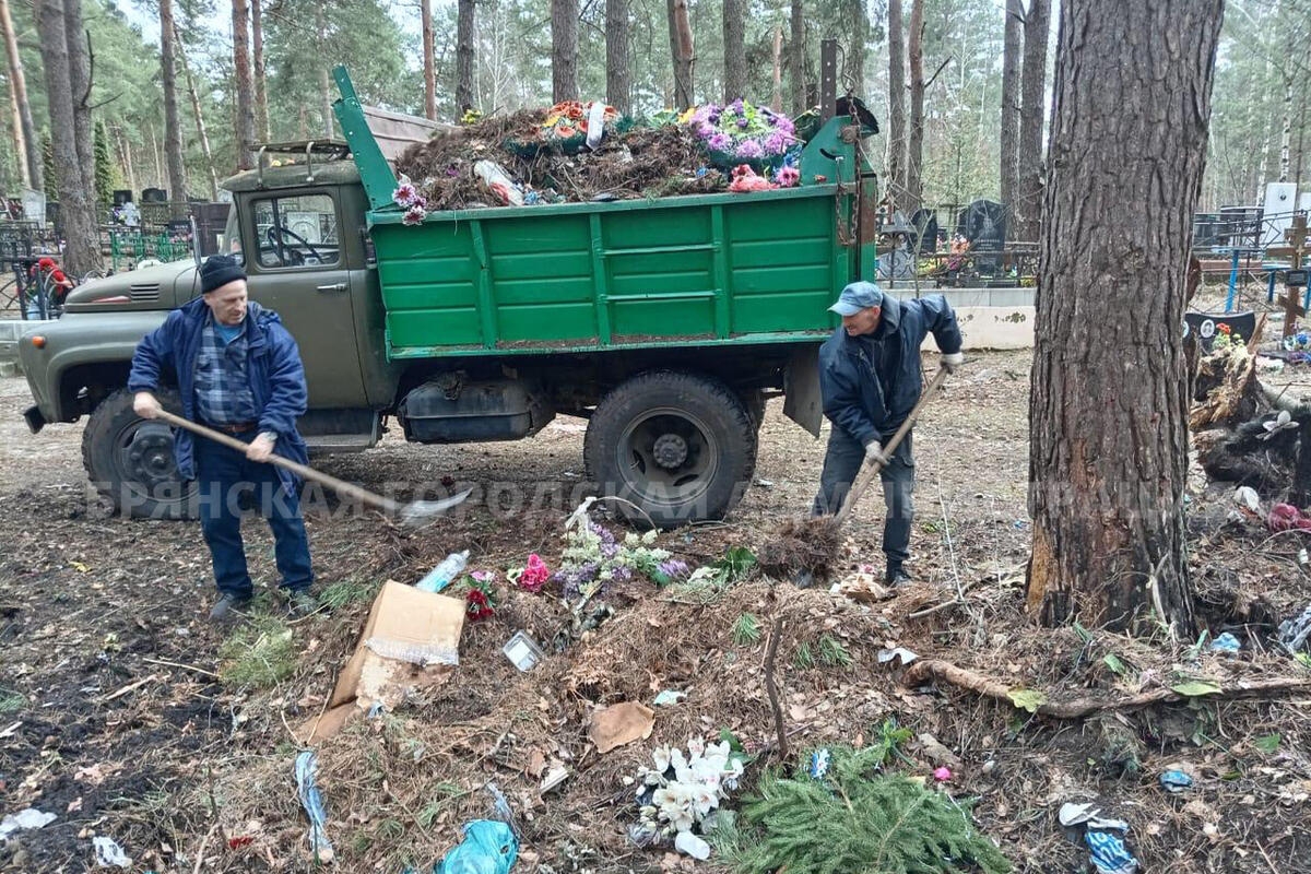 На кладбищах Брянска спилили свыше 100 аварийных деревьев