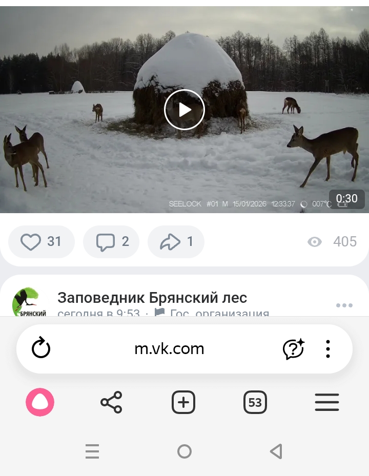 В «Брянском лесу» сотрудники заповедника помогают выжить косулям