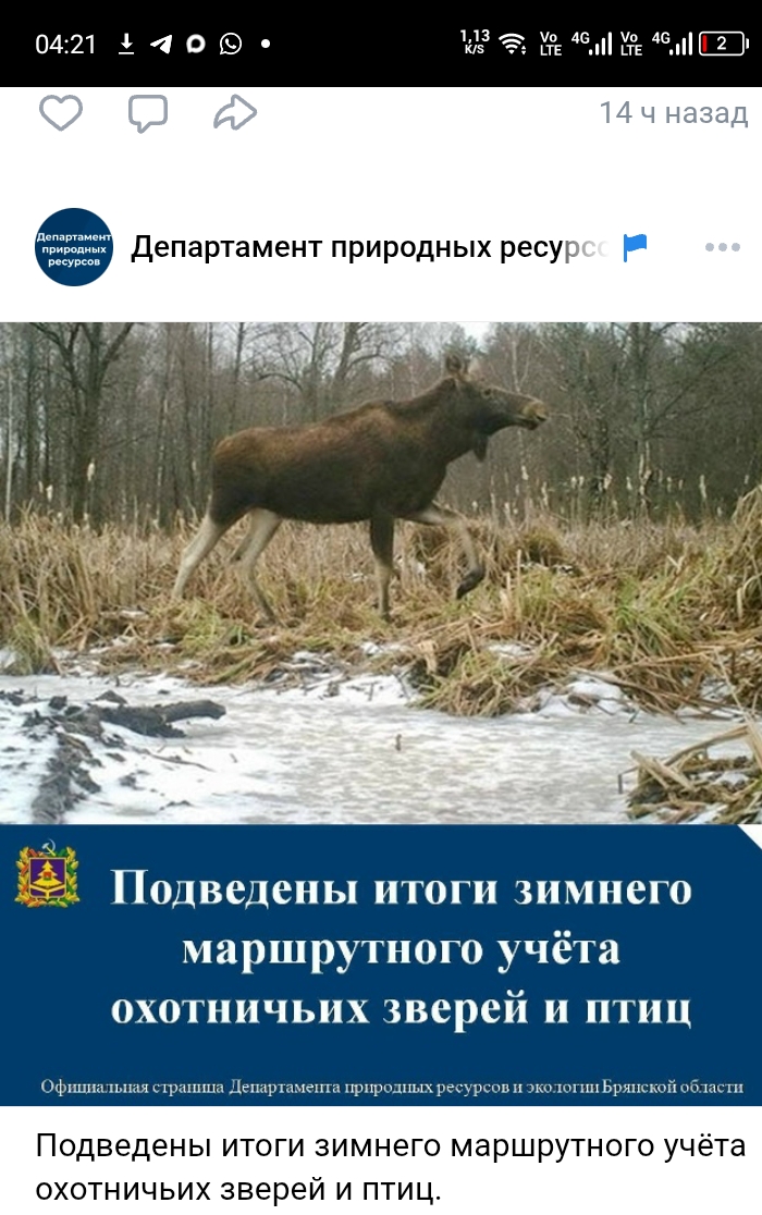 На Брянщине количество оленей благородных достигло 2032