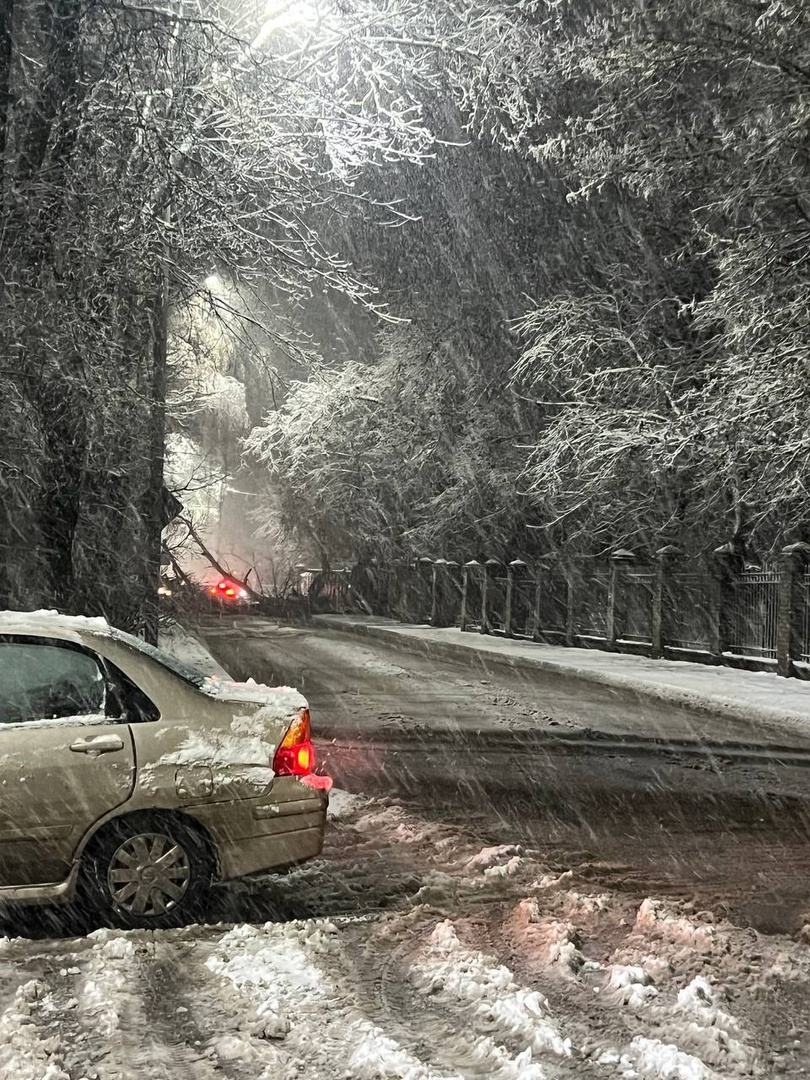 В Брянске на улице Горького упало дерево