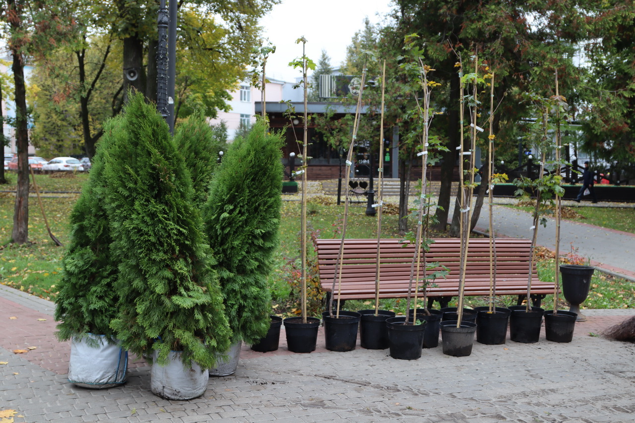 В Брянске вместо  старых больных деревья высадят три тысячи новых лип и ясеней
