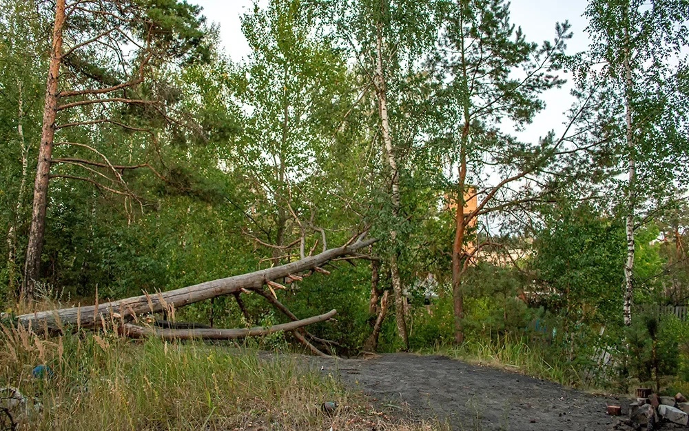 В Клинцах возбудили уголовные дела о незаконной вырубке десятков деревьев
